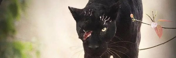 Makelparker1 Profile Banner