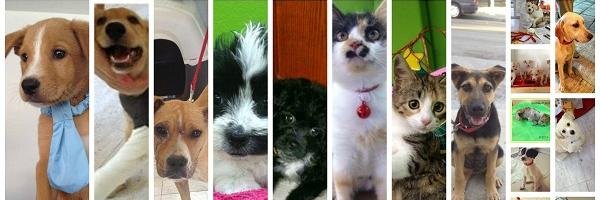 ThePetShopGr's profile banner image