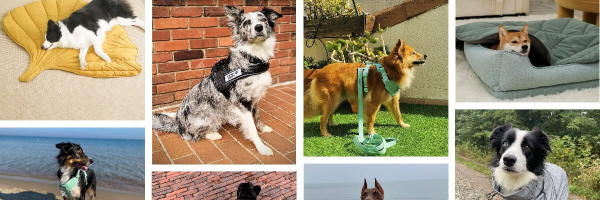 FUNNYFUZZY_PET banner
