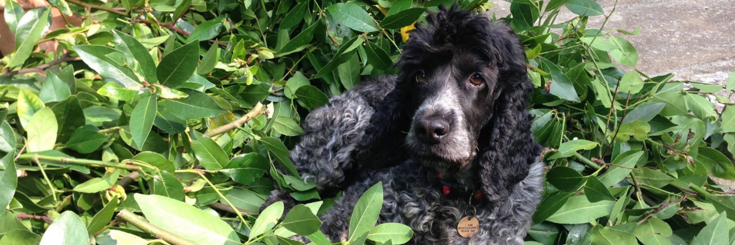 Jonathan Blackwell banner