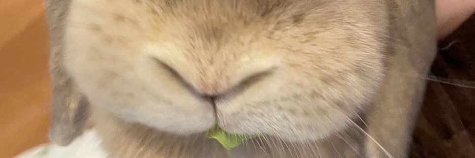 kashi_kashio's profile banner image