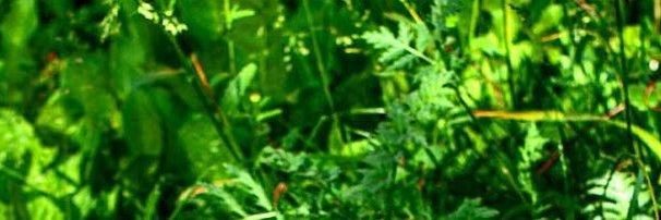 MeanGreenClub's profile banner image