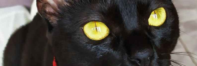 Mah_silvinha's profile banner image