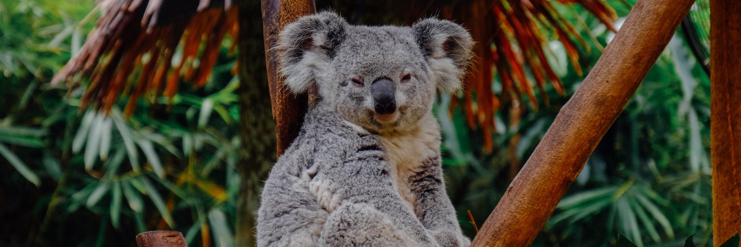 KOALA banner