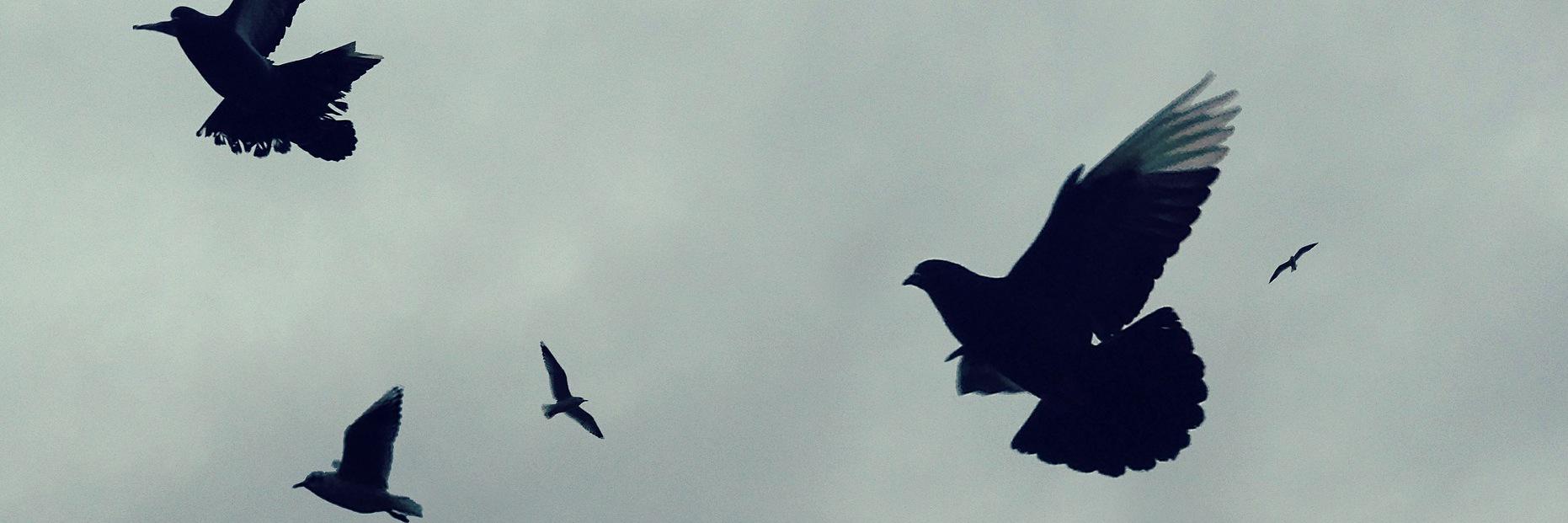 Reuven Fenton banner