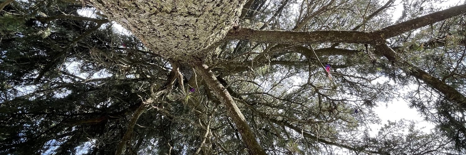 Fefe 🏳️‍🌈 banner