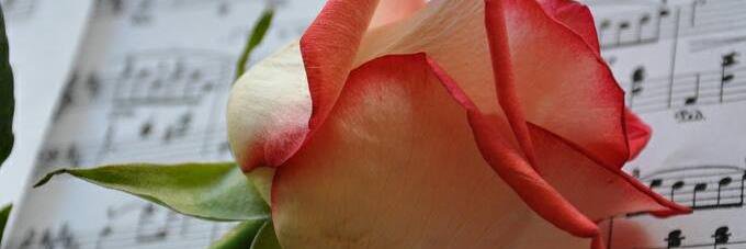 Malibusilla's profile banner image