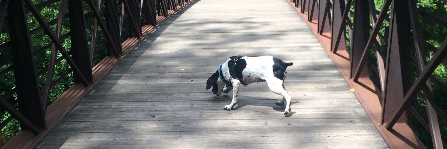 SidneySpaniel's profile banner image