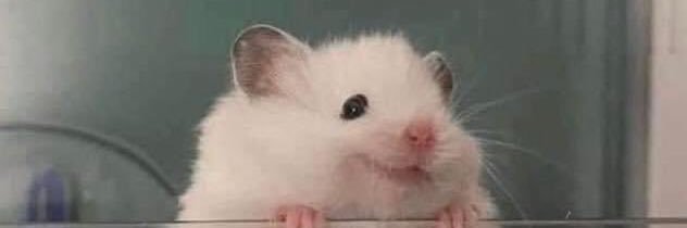 shawnsmean's profile banner image