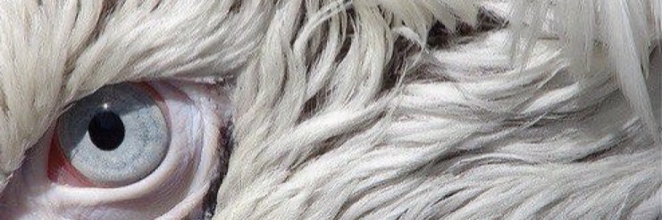 َ's banner