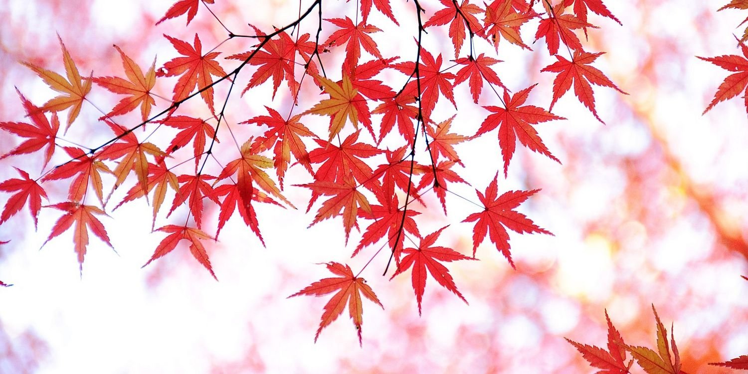 SUPERPODEROSA🖐 banner