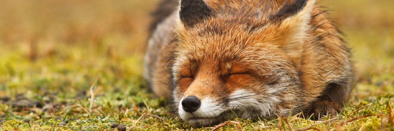 _lugamo_'s profile banner image