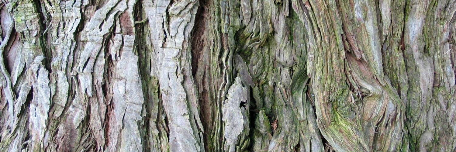 Michael Bendersky banner