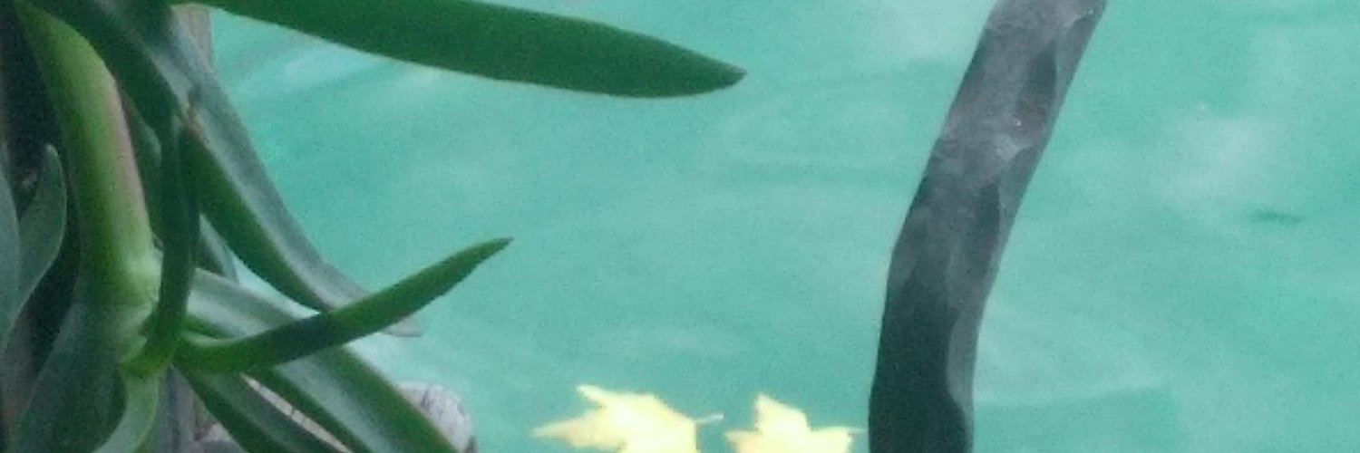 DabakogluNur's profile banner image