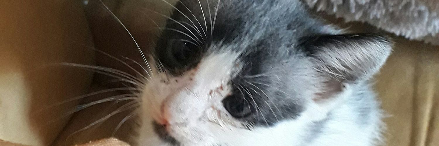 aurorajbm's profile banner image