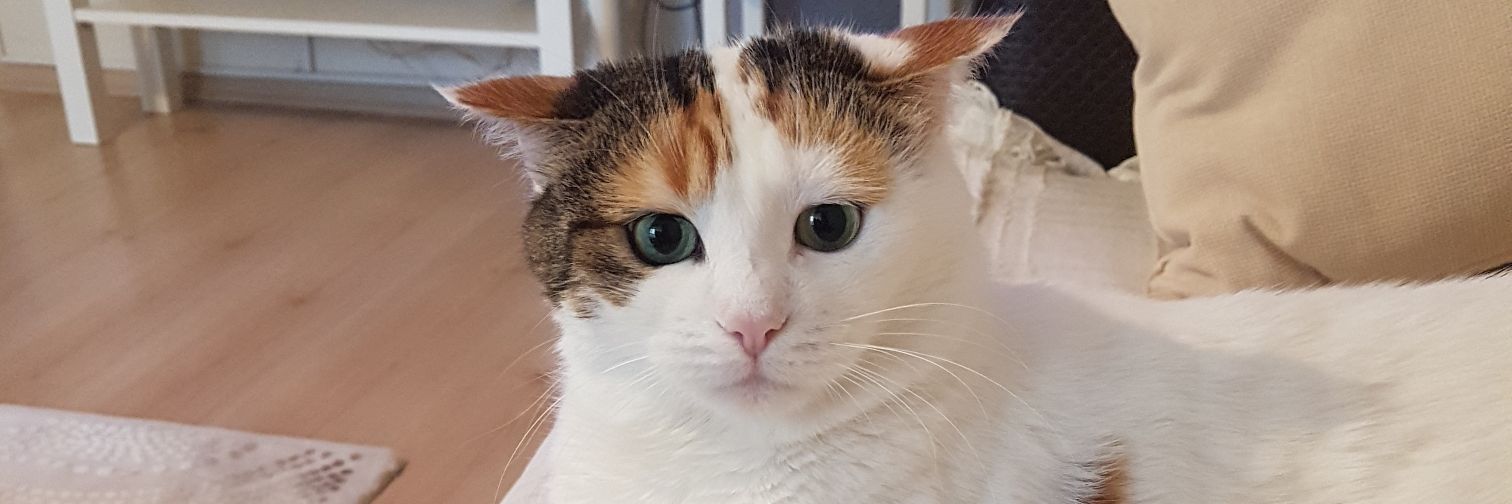 felismeho's profile banner image
