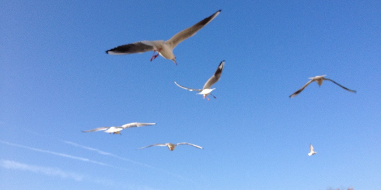 Marcella Gargano banner