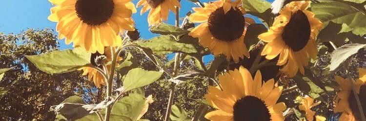 _geminisabelle's profile banner image