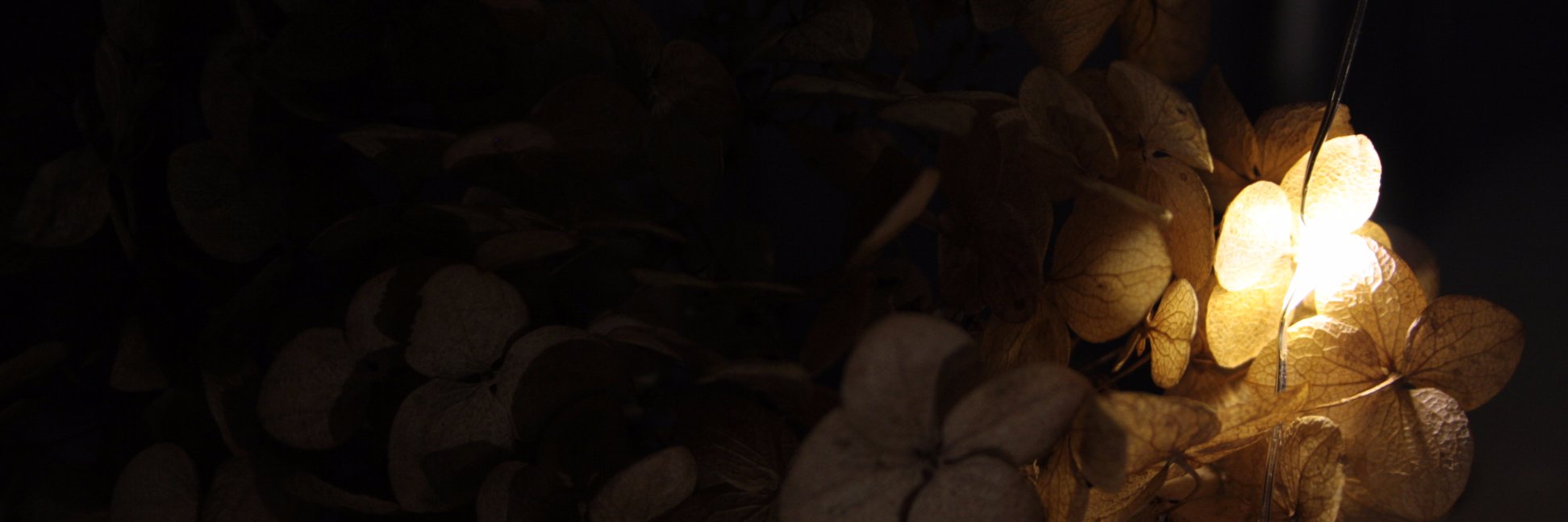 Little_Muffy18's profile banner image