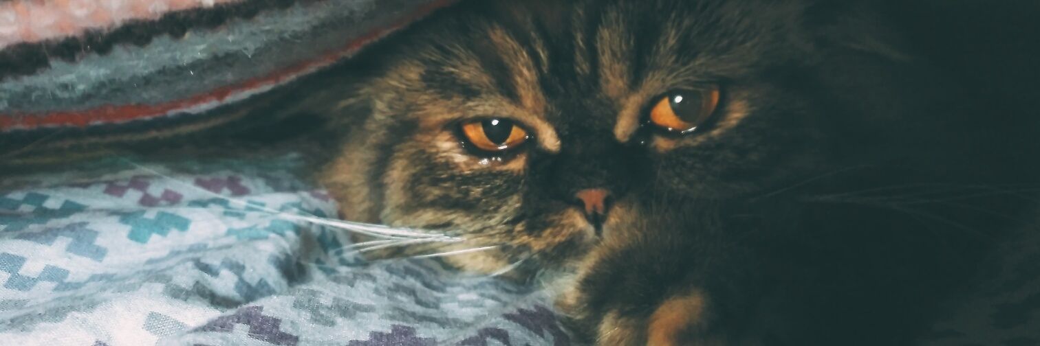 EstherMiguelGle's profile banner image