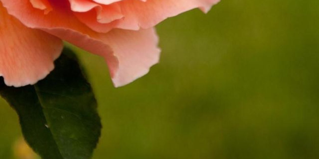 Amanda Coags banner