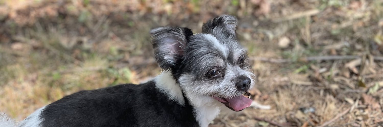 The Professor banner