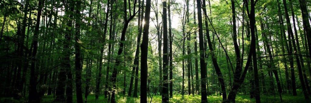 Loca del Bosque banner