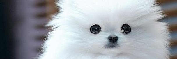 BabineauWiser's profile banner image
