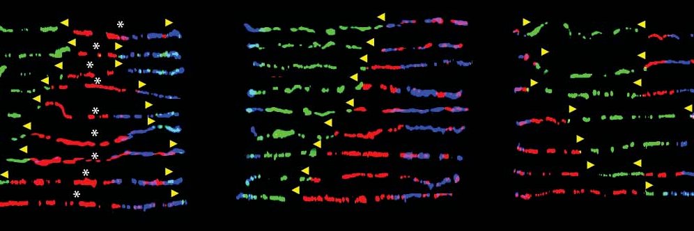 Jeannine Gerhardt banner