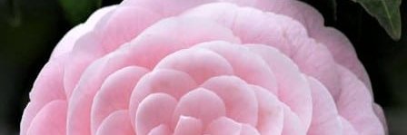VedaMcCoy's profile banner image