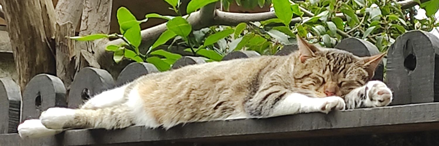 Ari Mau Botero banner