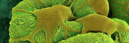 Dr. Vrushali Mahajan Deshpande banner