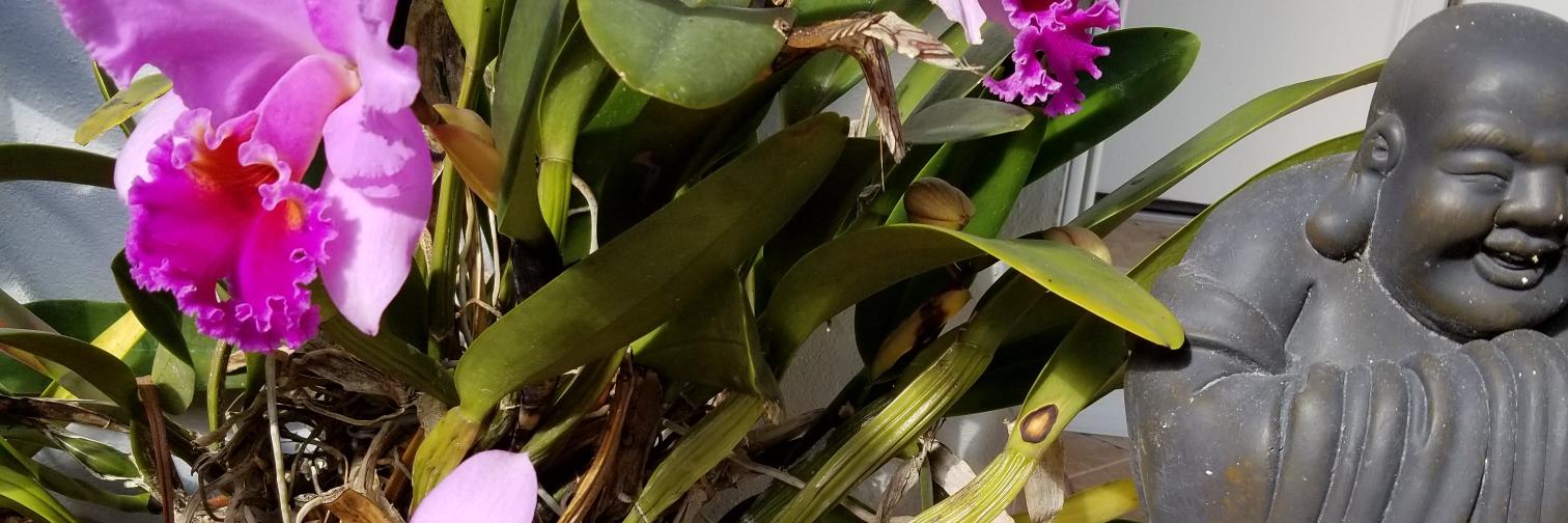 Rebecca D'sister banner