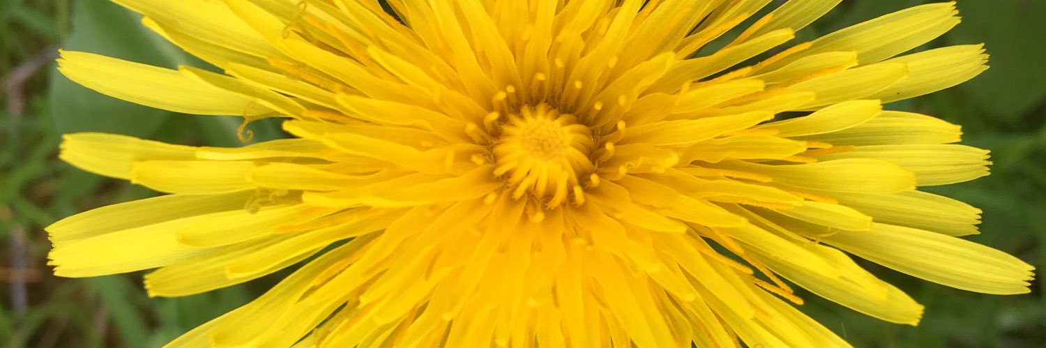 linesofwonder's profile banner image