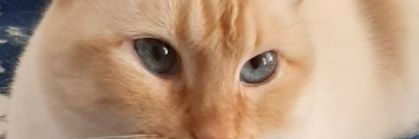 VerstehenSie's profile banner image