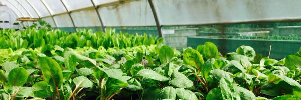 thesootyolive Profile Banner