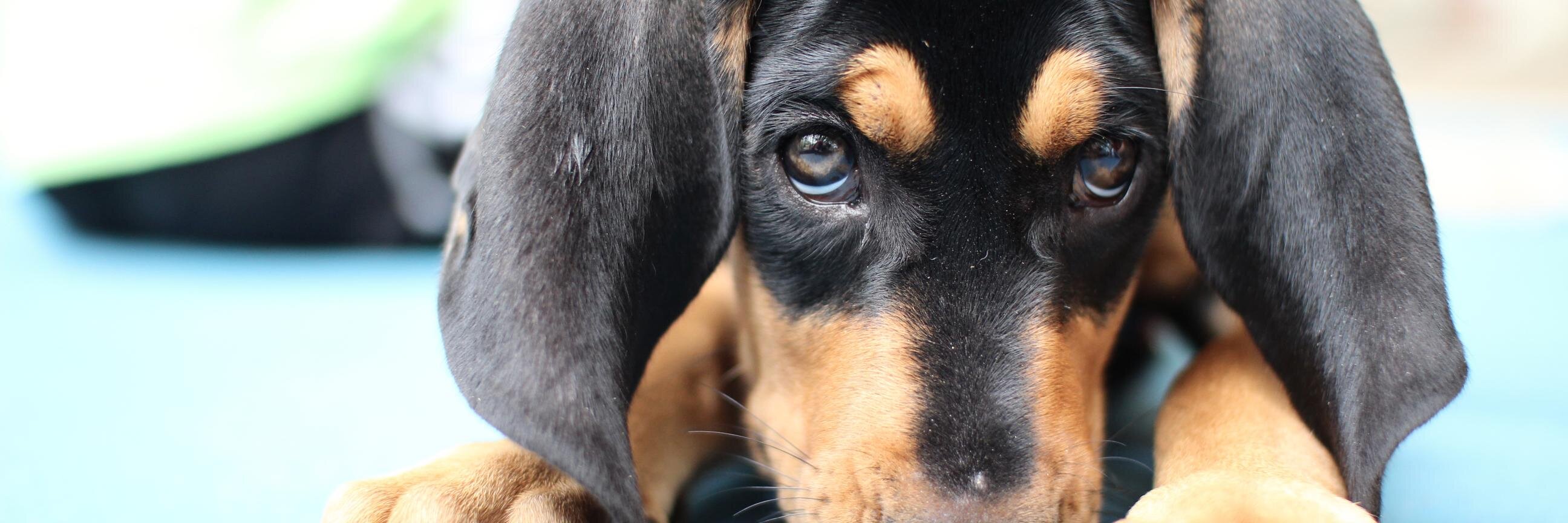 Leon Cty Humane Soc banner