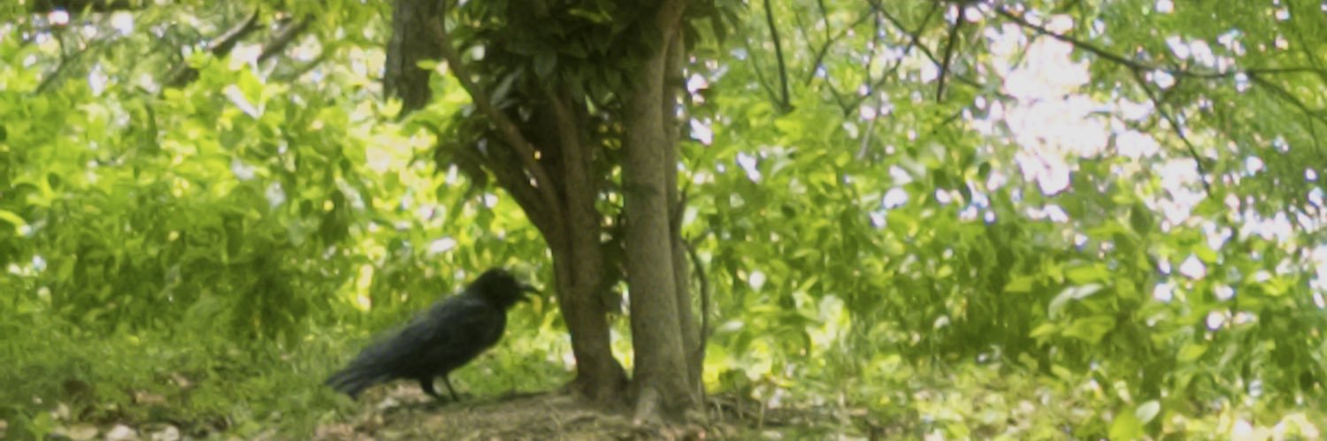 AsanaKK's profile banner image