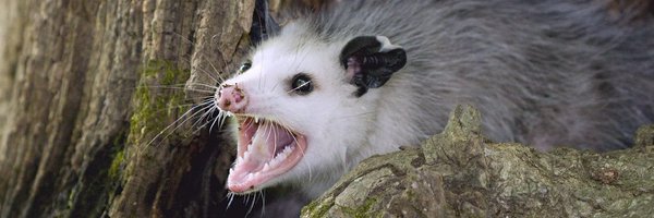 Stix__Celery Profile Banner