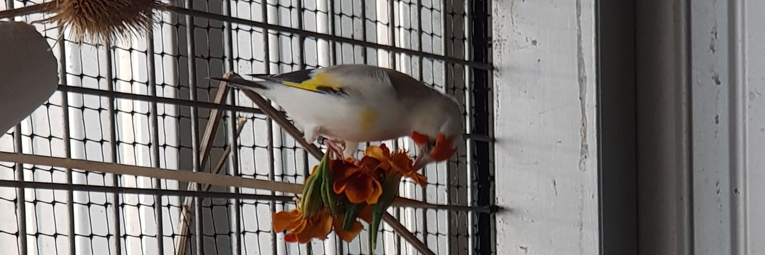 aviario ☆un sueño☆ banner