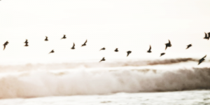 Taylor_Swiftah's profile banner image