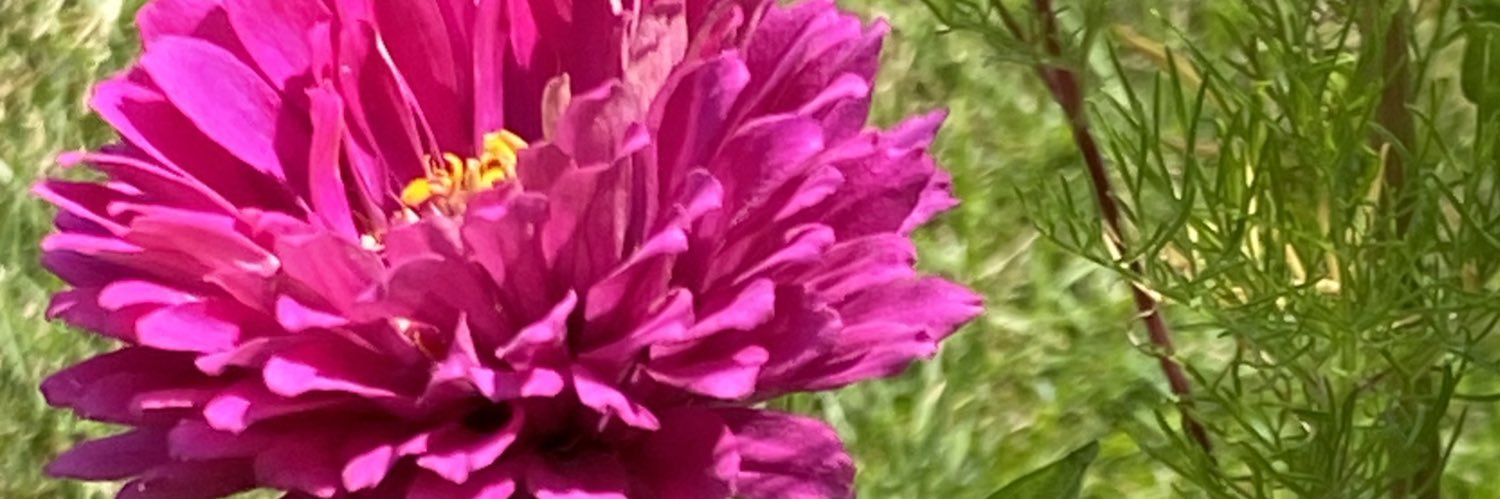 MDTesch's profile banner image