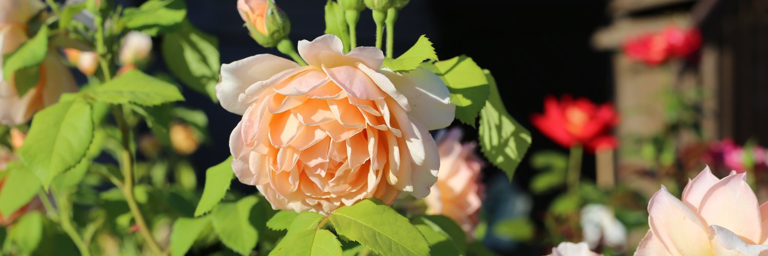 tulipeAbba's profile banner image