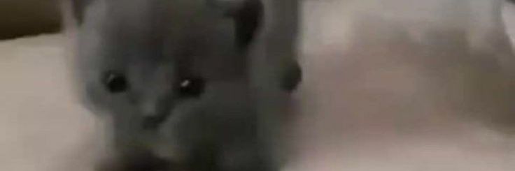 ファビン✰ banner