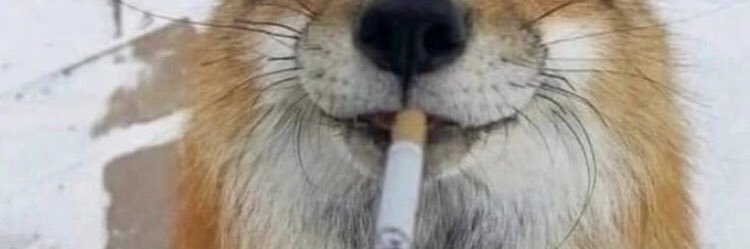 244Dooley's profile banner image