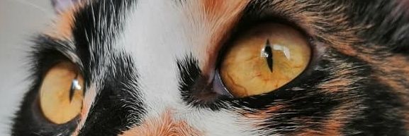 cenizavid's profile banner image