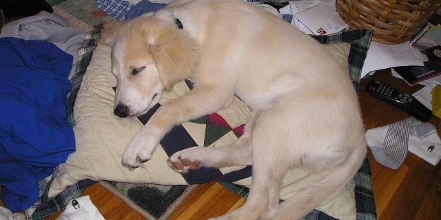 MacThaDog's profile banner image