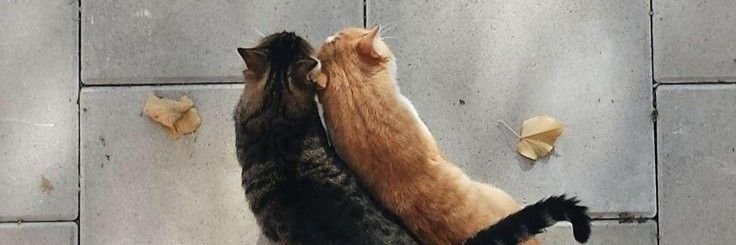 ⟡ banner