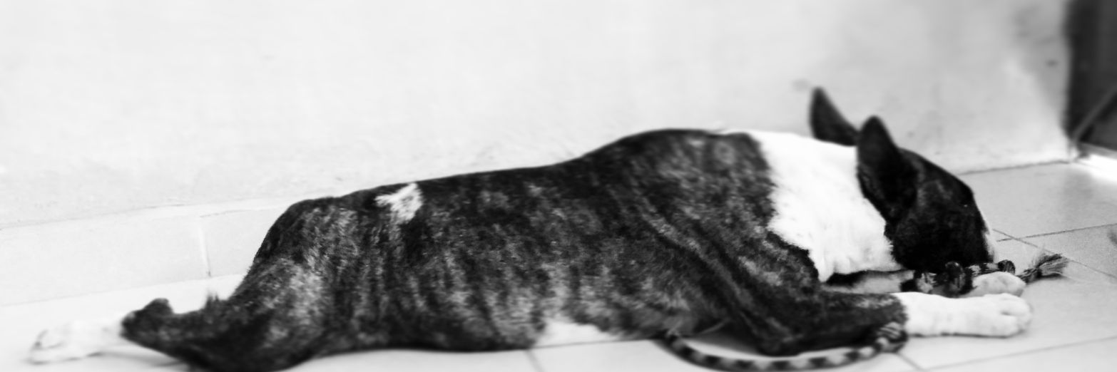 ROCHEblack's profile banner image