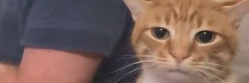 ; banner
